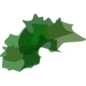 algae