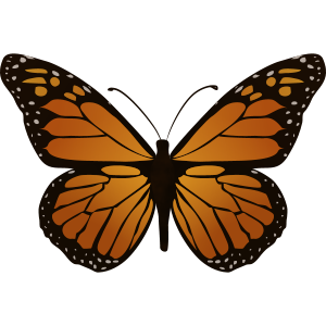 butterfly