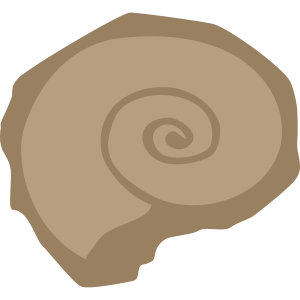 fossil