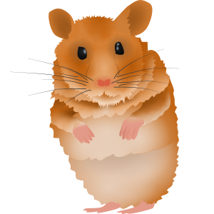 hamster