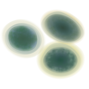 mold