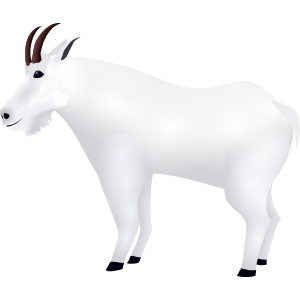 mountain goat