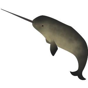narwhal