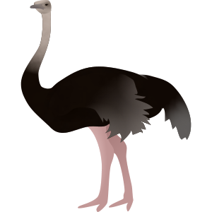 ostrich