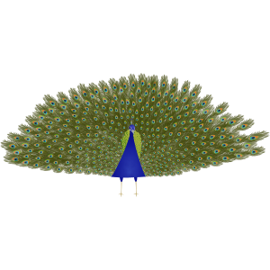 peacock