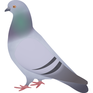 pigeon