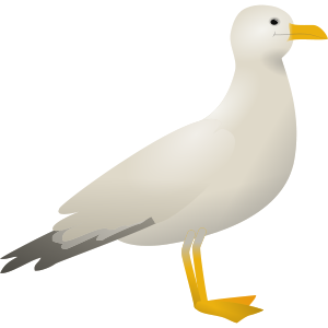 seagull
