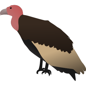 vulture