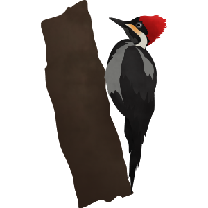 woodpecker