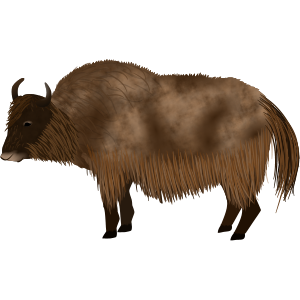 yak